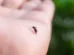 Mosquitos picam mais algumas pessoas? Veja o que pode atrair insetos
