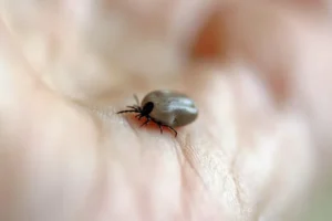 Mulher morre de febre maculosa no ABC; carrapatos foram encontrados em cães da vítima