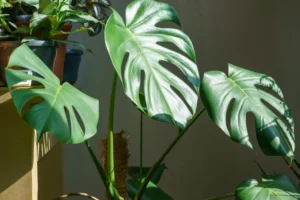 Não morrem! 8 plantas perfeitas para lugares sem janelas
