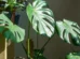 Não morrem! 8 plantas perfeitas para lugares sem janelas