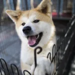 O ranking das raças de cachorros mais inteligentes do mundo