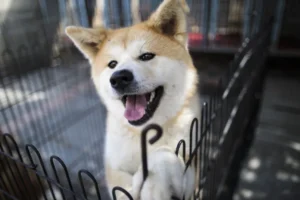 O ranking das raças de cachorros mais inteligentes do mundo