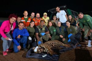 Onça-pintada é capturada em Mandaguari; VÍDEO