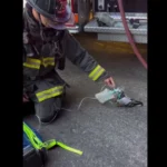 Pombo recebe oxigênio de bombeiros após inalar fumaça em incêndio; veja