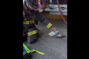 Pombo recebe oxigênio de bombeiros após inalar fumaça em incêndio; veja