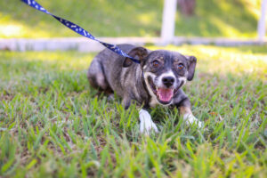 Prefeitura de Maringá realiza feira de adoção para cães adultos neste domingo (19)