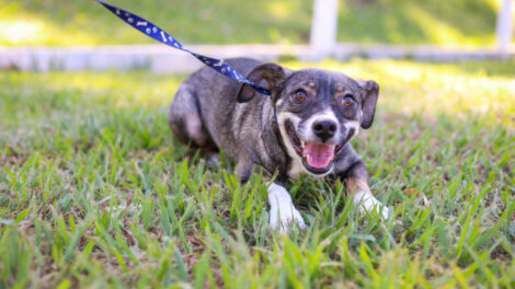 Prefeitura de Maringá realiza feira de adoção para cães adultos neste domingo (19)