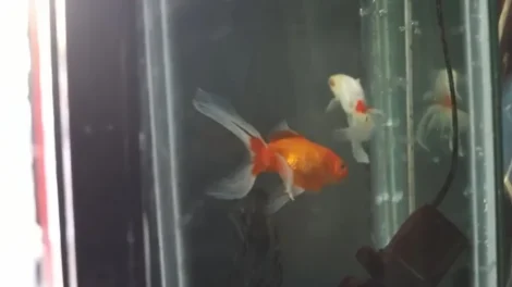 Tribunal argentino reconhece dois peixes dourados como seres sencientes
