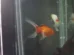 Tribunal argentino reconhece dois peixes dourados como seres sencientes