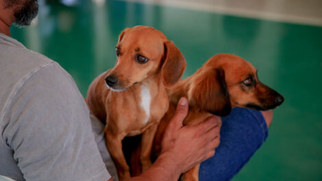 Tutores podem vacinar pets gratuitamente em Iguatemi nesta terça (14) e quarta (15)