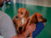 Tutores podem vacinar pets gratuitamente em Iguatemi nesta terça (14) e quarta (15)