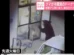 Urso invade 15 casas no Japão e até rouba donuts de geladeira