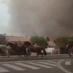 Vídeo: Cavalos são soltos para fugir de incêndio na França