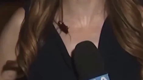 Vídeo viral: Barata voadora invade cobertura ao vivo de jornalista