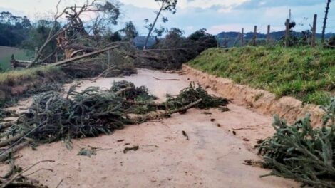 A pedido do Sistema Faep, IAT libera uso de árvores derrubadas por eventos climáticos no Paraná