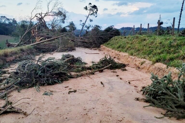 A pedido do Sistema Faep, IAT libera uso de árvores derrubadas por eventos climáticos no Paraná
