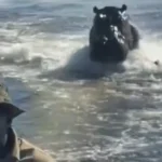 "Assustador": Hipopótamo persegue barco com turistas em Botsuana