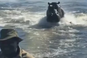 "Assustador": Hipopótamo persegue barco com turistas em Botsuana