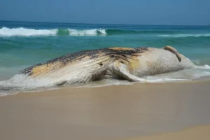 Baleia-jubarte morta aparece na orla e atrai curiosos em Praia Grande, litoral de SP
