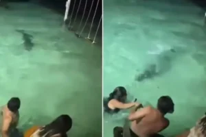 Banhistas escapam de crocodilo durante banho noturno em resort; vídeo