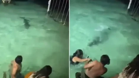 Banhistas escapam de crocodilo durante banho noturno em resort; vídeo