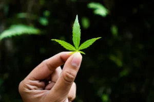 Brasil vê disparada na apreensão de 'maconha gourmet' produzida nos EUA