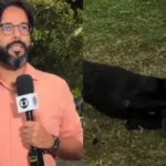 Cachorro perdido invade reportagem ao vivo da Globo e é reconhecido e resgatado por tutora