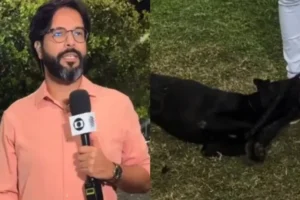 Cachorro perdido invade reportagem ao vivo da Globo e é reconhecido e resgatado por tutora