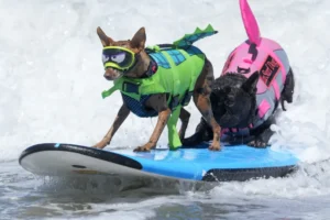 Cães desafiaram as ondas no Mundial de Surf Canino.; veja as imagens