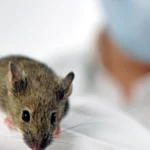 Cientistas produzem vacina que protegeu ratos contra vírus da gripe
