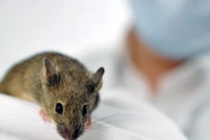 Cientistas produzem vacina que protegeu ratos contra vírus da gripe