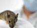 Cientistas produzem vacina que protegeu ratos contra vírus da gripe