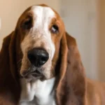 Coisas que você faz que irritam seu cachorro