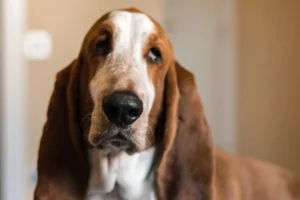 Coisas que você faz que irritam seu cachorro