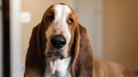 Coisas que você faz que irritam seu cachorro