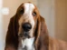 Coisas que você faz que irritam seu cachorro
