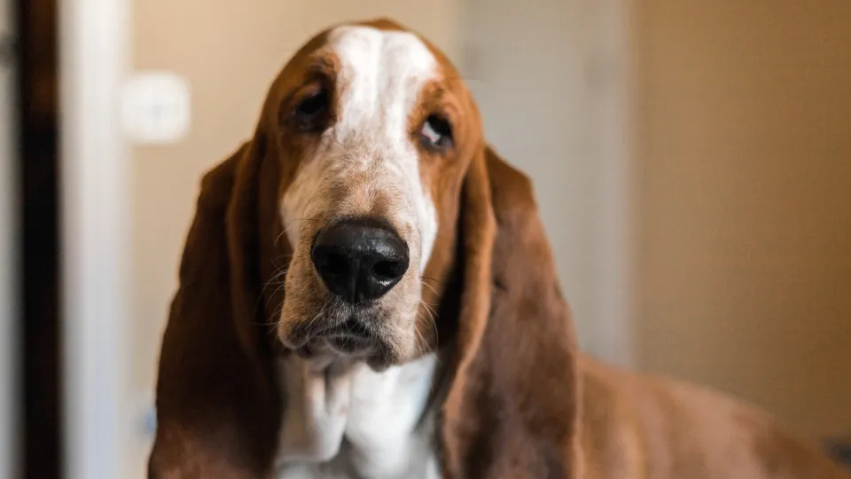 Coisas que você faz que irritam seu cachorro