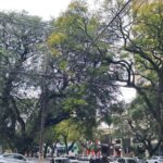 Copel realiza mutirão de podas em árvores de grande porte em Maringá