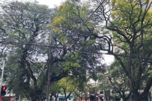 Copel realiza mutirão de podas em árvores de grande porte em Maringá