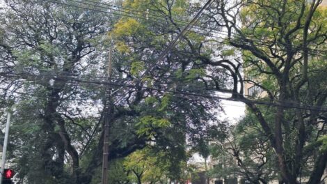 Copel realiza mutirão de podas em árvores de grande porte em Maringá