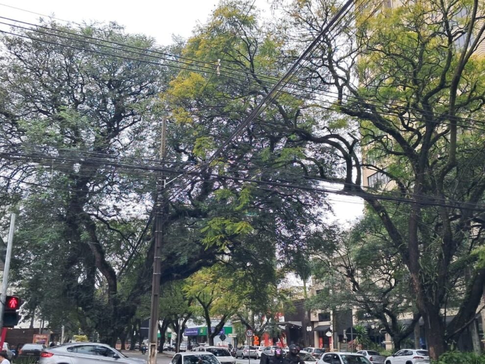 Copel realiza mutirão de podas em árvores de grande porte em Maringá