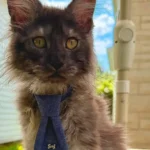 Gato Maine Coon com 29 dedos entra no Guinness e quebra recorde mundial