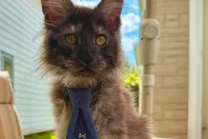 Gato Maine Coon com 29 dedos entra no Guinness e quebra recorde mundial