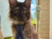 Gato Maine Coon com 29 dedos entra no Guinness e quebra recorde mundial