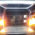 Guardas civis resgatam dois pit bulls soltos e evitam ataques em Maringá