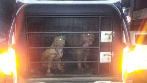 Guardas civis resgatam dois pit bulls soltos e evitam ataques em Maringá