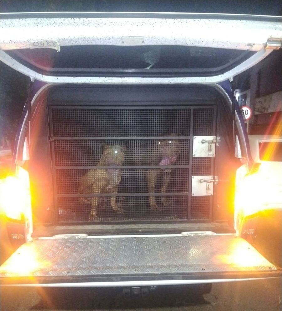 Guardas civis resgatam dois pit bulls soltos e evitam ataques em Maringá