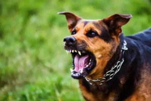 Homem morre após ataque de três cães dentro de casa em Juiz de Fora