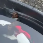 Jovem fica quase 1 hora com cobra venenosa escondida dentro do capacete