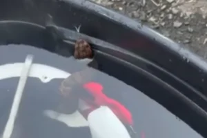 Jovem fica quase 1 hora com cobra venenosa escondida dentro do capacete